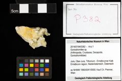 Foto (Objekt + Etiketten) von Goniodromites sp. 